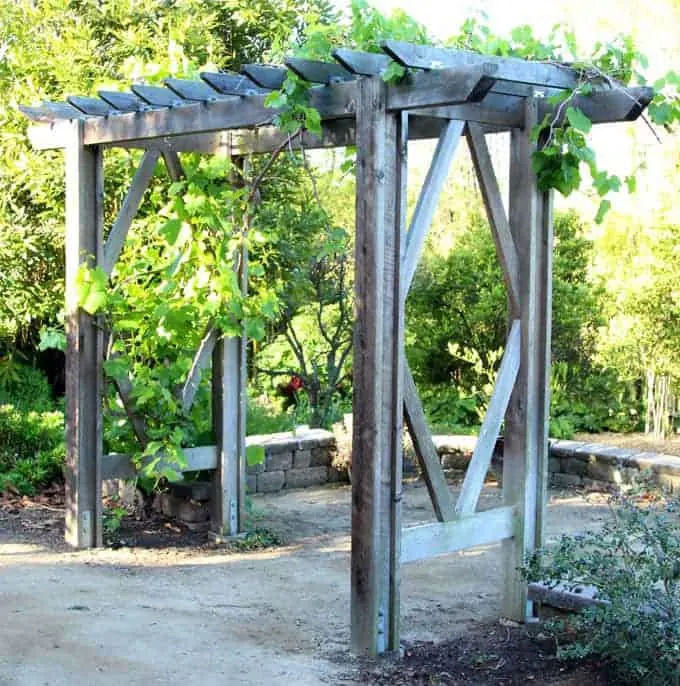 DIY arbor with vines growing on top
