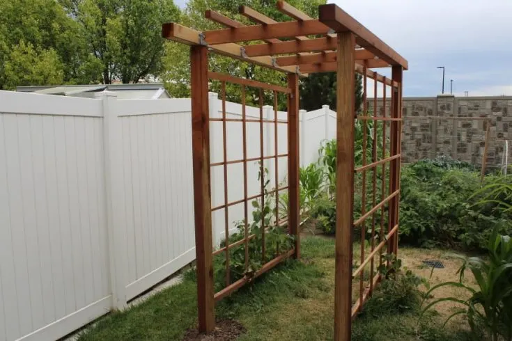 DIY grape arbor tunnel