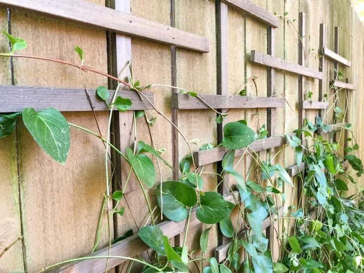 close up view of vines on clematis trellis