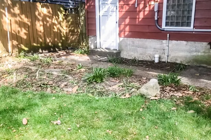 bare flower bed under a Magnolia tree