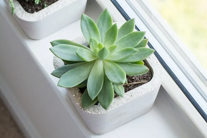 Image for DIY Concrete Succulent Planters