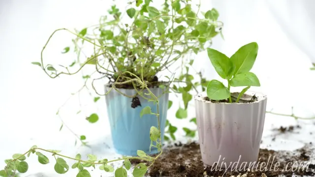 Image for Easy Concrete Planters