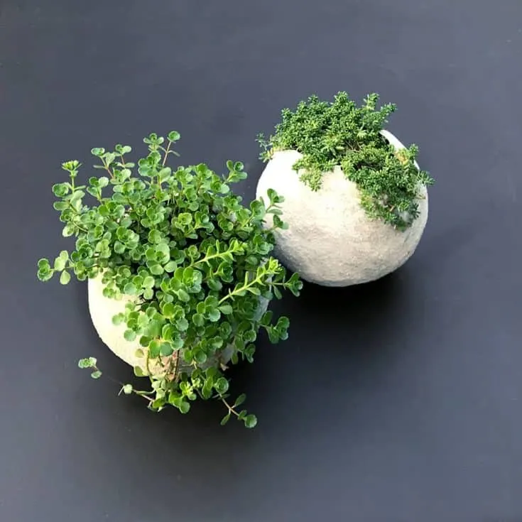 Image for Cement Balloon Planters