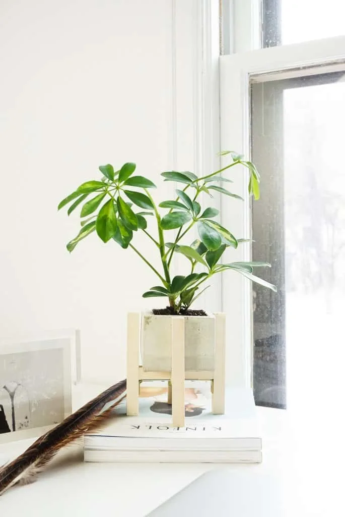 Image for DIY Concrete Planter + Stand