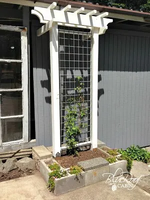 white trellis with arbor