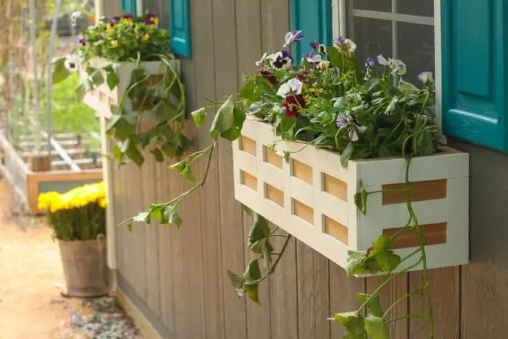 Image for DIY Lattice Window Boxes