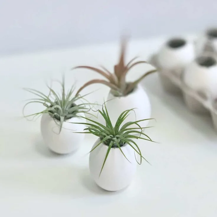 Image for Concrete Eggshell Planters For Air Plants