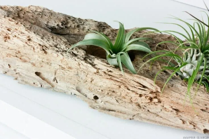 Image for Driftwood Air Plant Holder