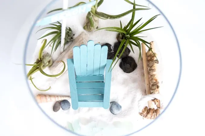 Image for DIY Beachy Air Plant Terrarium