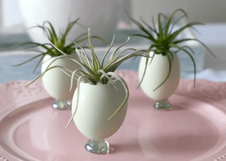 Image for Natural Blue Egg Planters