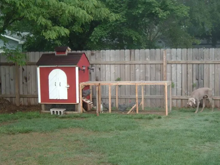 Image for Backyard Chicken Coop