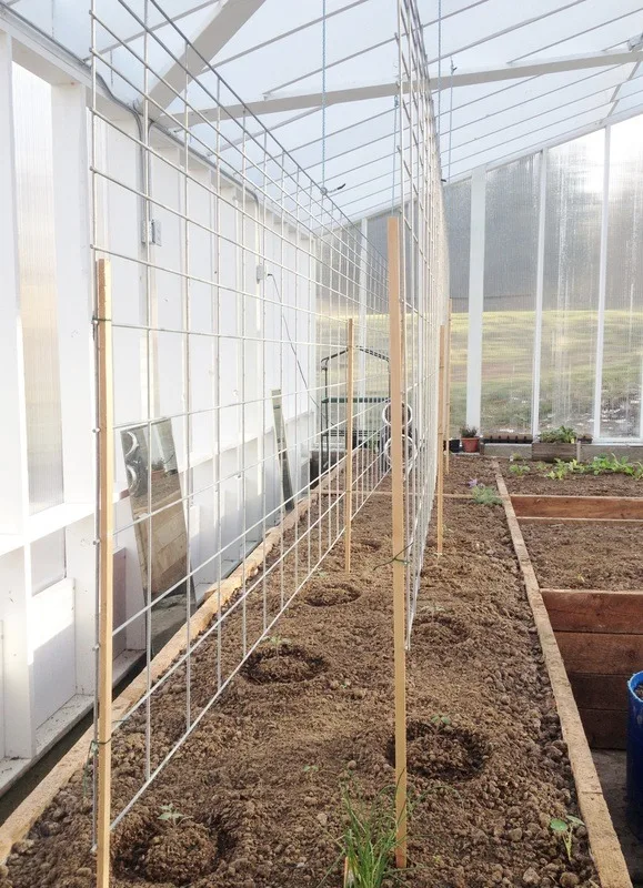 Image for Tomato Cage Trellis