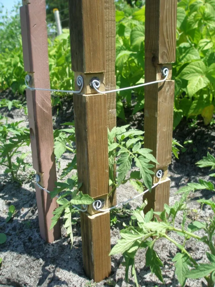 Image for Garden Tomato Cage