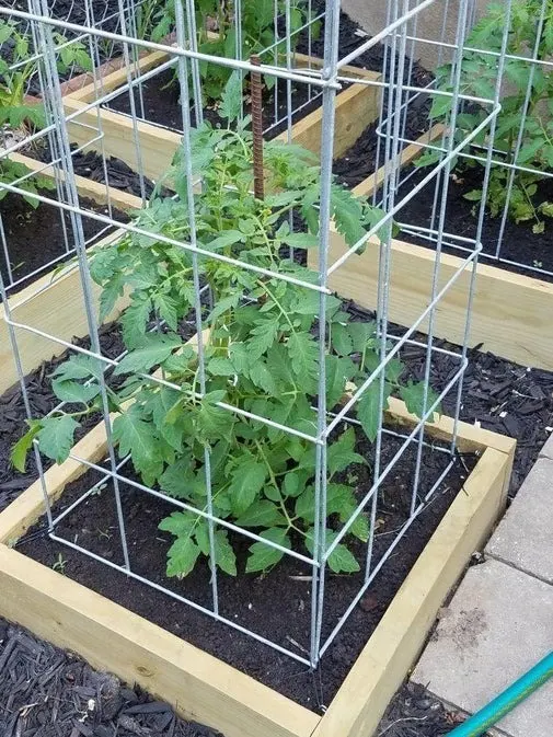 Image for Cattle Panel Tomato Cages