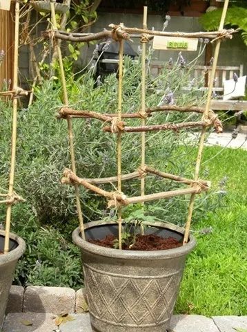Image for DIY Bamboo Tomato Cages