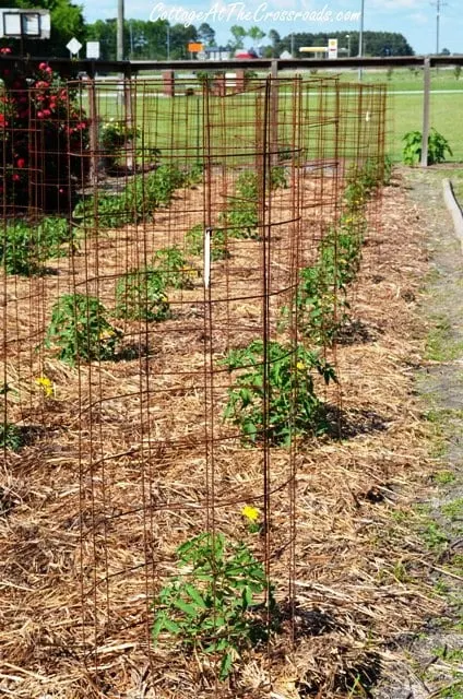 Image for DIY Wire Tomato Cages