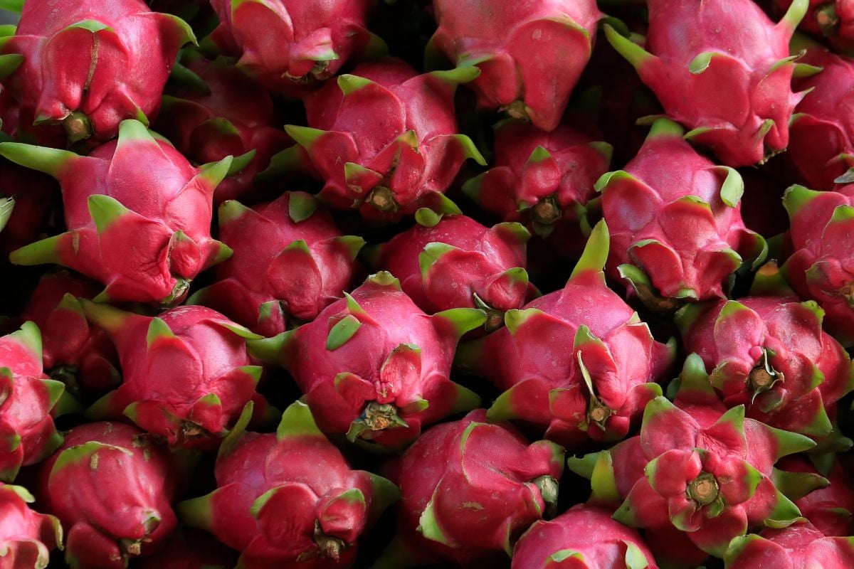 Dragon fruit