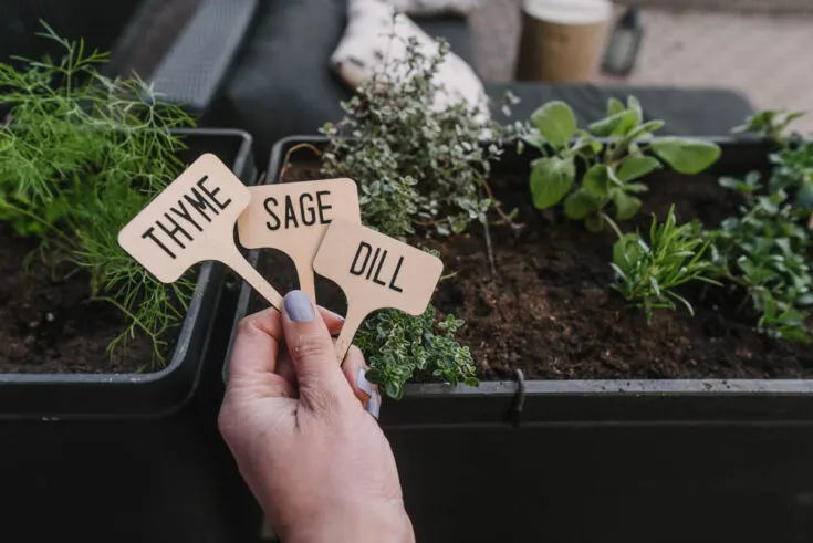 Image for DIY Wooden Plant Markers