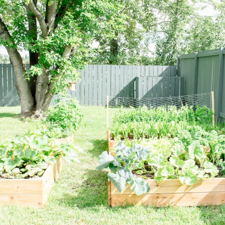 Image for How to Build your own DIY Raised Garden Bed