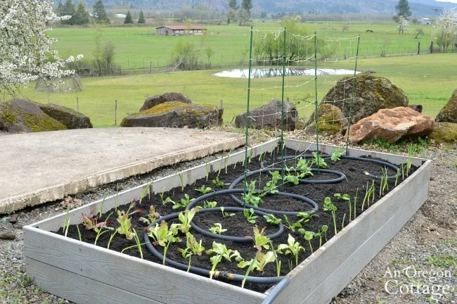 Image for Low Maintenance Raised Garden Bed