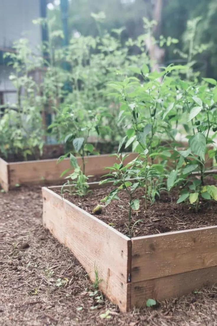 Image for Budget DIY Raised Garden Bed