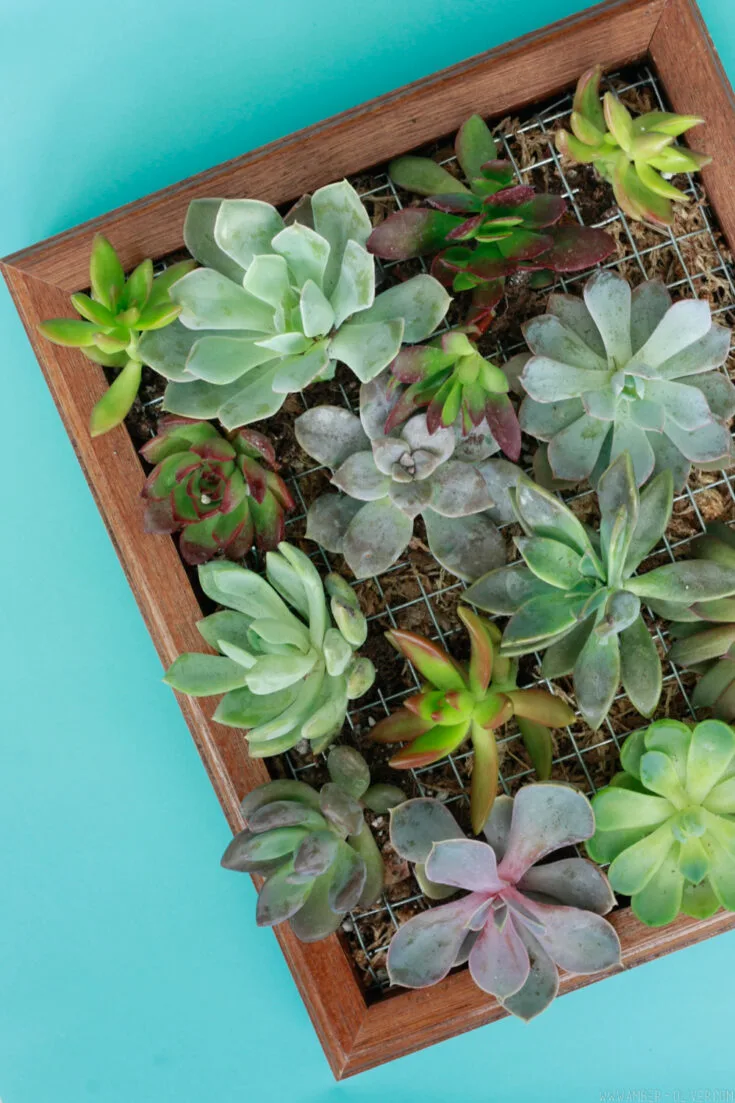 Image for DIY Succulent Wall Planter